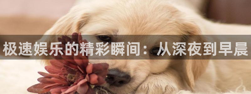 上海PG电子汽车电子有限公司：极速娱乐的精彩瞬间：从深夜到早晨